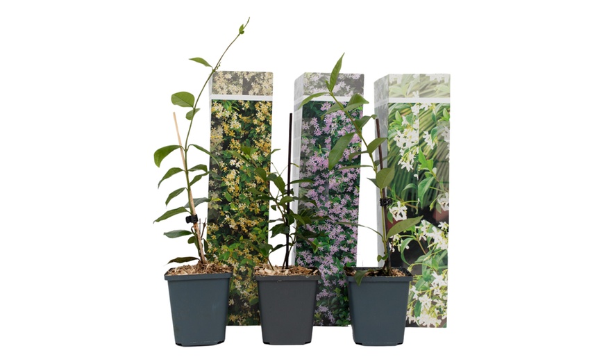 Image 3: 3 plants de jasmin toscan jaune 25-40 cm