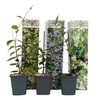 Image 3: 3 plants de jasmin toscan jaune 25-40 cm