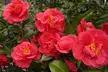 1 ou 2 lots de 3 plantes de Camelia Japonica 30-40 cm, livrés en pot - Second Medium