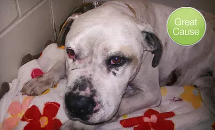 $10 Donation for Abused or Neglected Animals - Primary Image