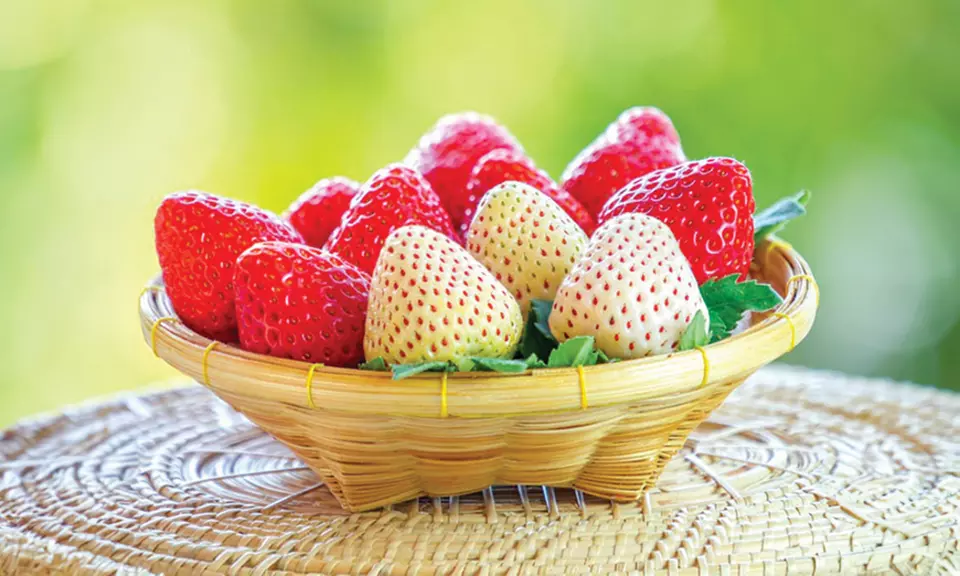 Fresas trepadoras de Europa Green