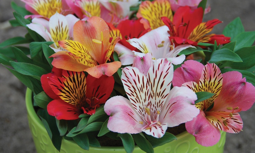 Image 1: Alstromeria Plants