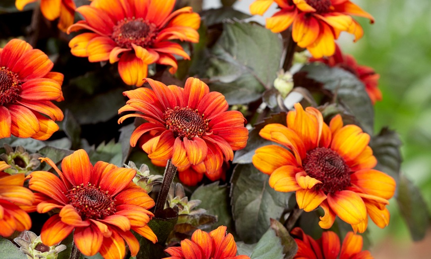 Image 1: Up to Five Hardy Sunflower Heliopsis Luna Roja Plants in 9cm Pots