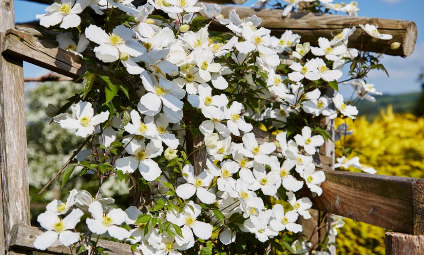 Image 2: Two Packs of Clematis Montana Duo