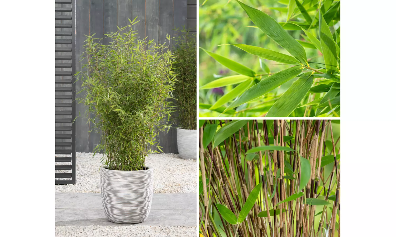 Plant de bambou Fargesia non prolifère