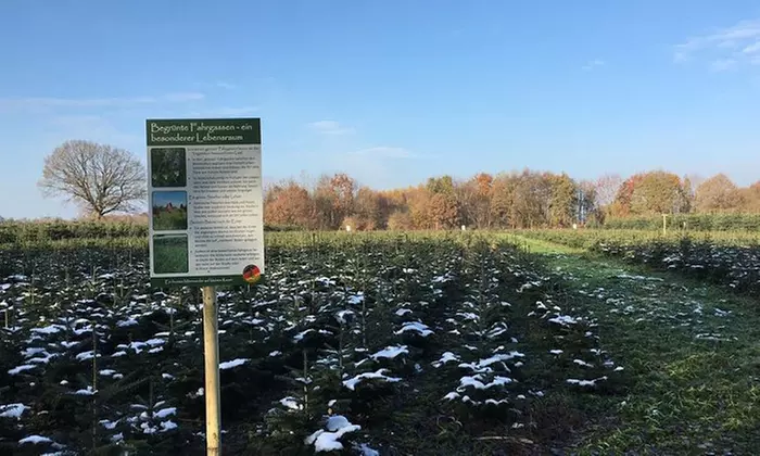 Nordmanntanne in Premium-Qualität bis zu 2,5 m inkl. 4 Getränken