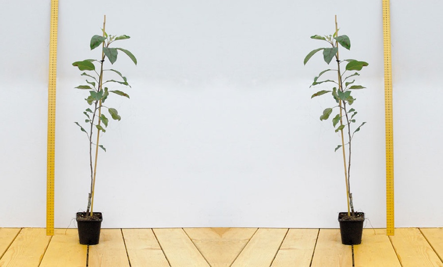 Image 3: Three Mini Fruit Tree Collection Potted Plants