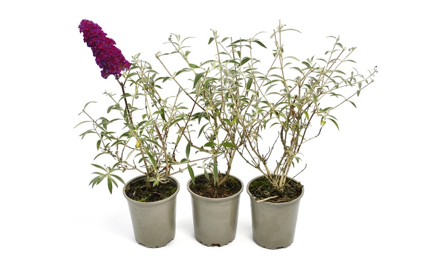 Image 9: Lot de 3 ou 8 plantes de Buddleja Davidii