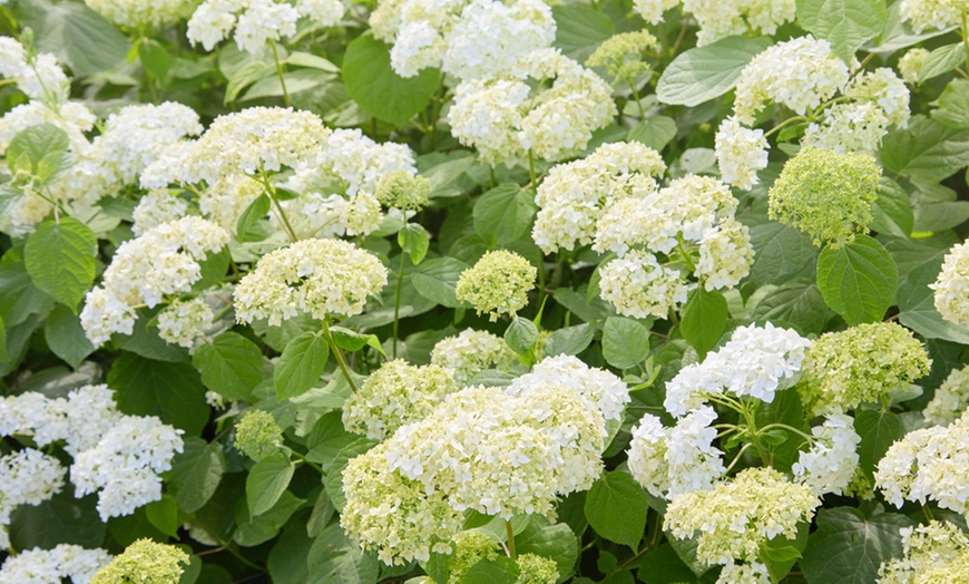 Image 3: Hydrangea Annabelle - 1, 2 or 3 Potted Plants
