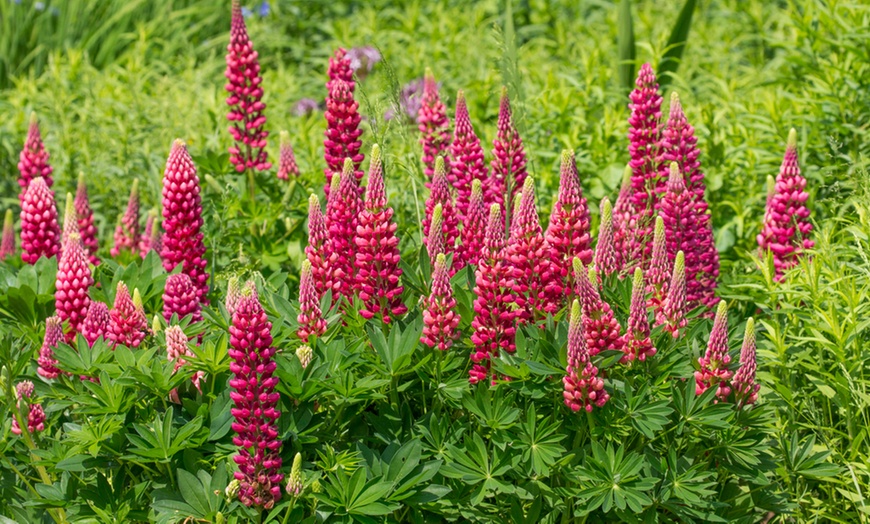 Image 2: 5, 10 or 20 Lupin Gallery Mixed Collection Plants