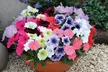 Petunia 'Frenzy Mixed' -24, 42 or 60 Plants - Image 2