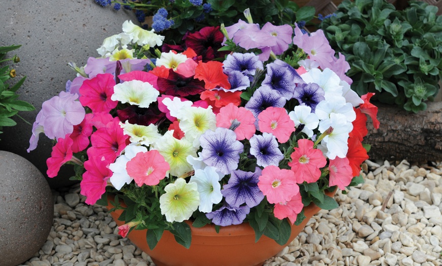 Image 1: 24, 36 or 72 Petunia Frenzy Mixed Plug Plants