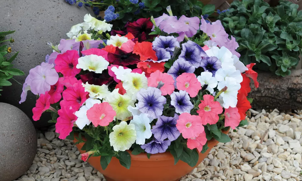 Petunia 'Frenzy Mixed' -24, 42 or 60 Plants