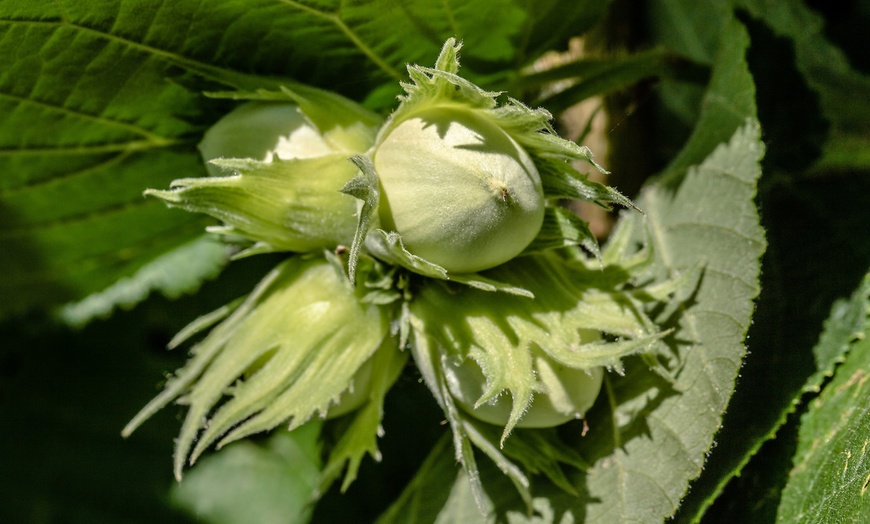 Image 9: Árboles de nuez del bosque