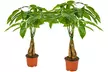2 ou 4 arbres "Money Tree" - Second Medium