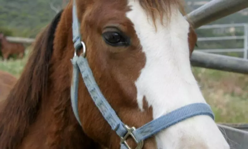 Hoofbeats of Happiness: 30 or 60-Min Horseback Riding for Kids (2-12)