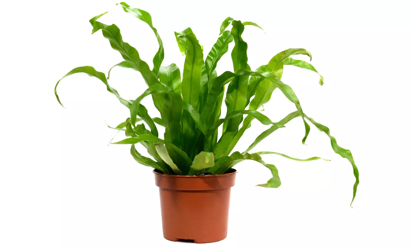 Set van 5 luchtzuiverende kamerplanten