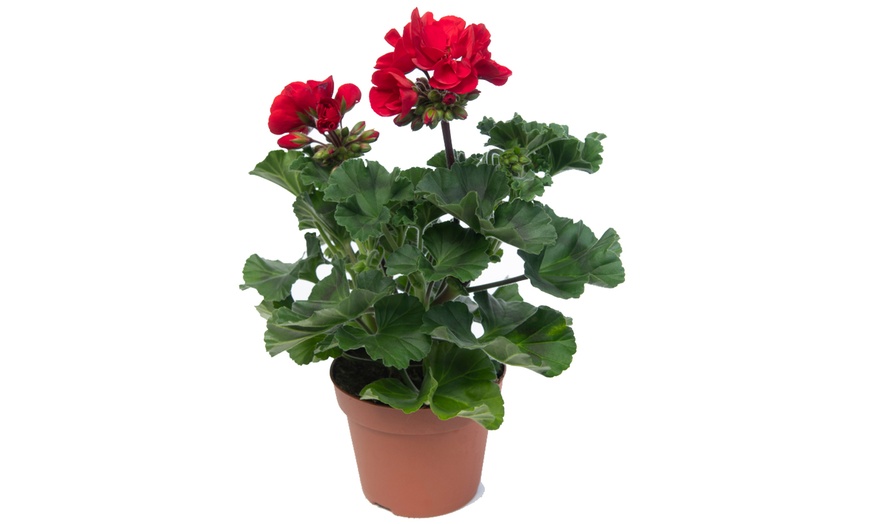 Image 4: Garden Ready Upright Geranium