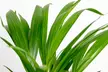Areca-Palme "Dypsis lutescens" - Second Medium