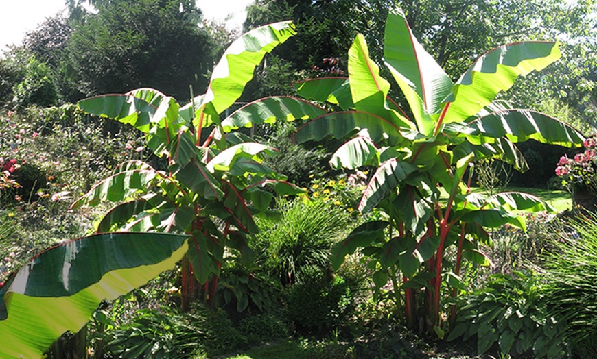 Winter Hardy Red Banana Plants | Groupon