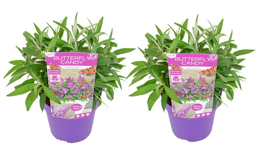 Image 4: Lot de 2 buddleias Rootz