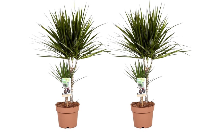 Image 4: Two or Four Dracaena Marginata Potted Plants