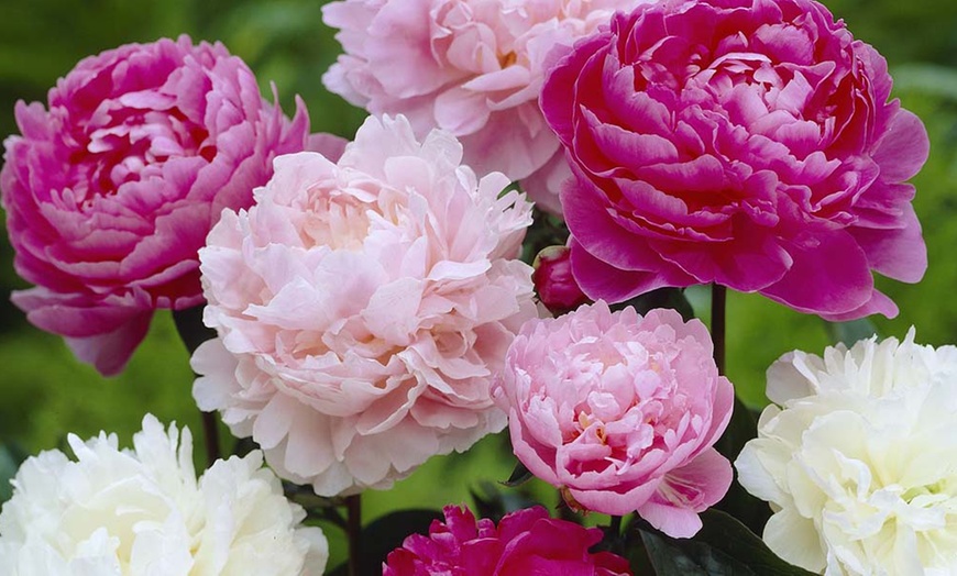 Image 2: Peony Collection Plants