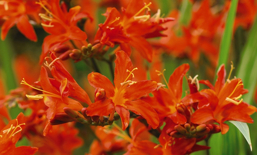 Image 5: 5 or 10 Crocosmia Spitfire Bulbs