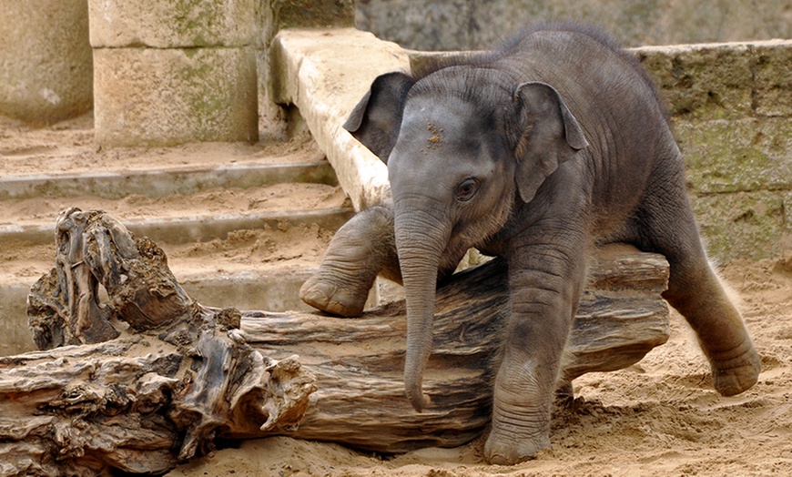 Image 8: Tagesticket für Erlebnis-Zoo Hannover