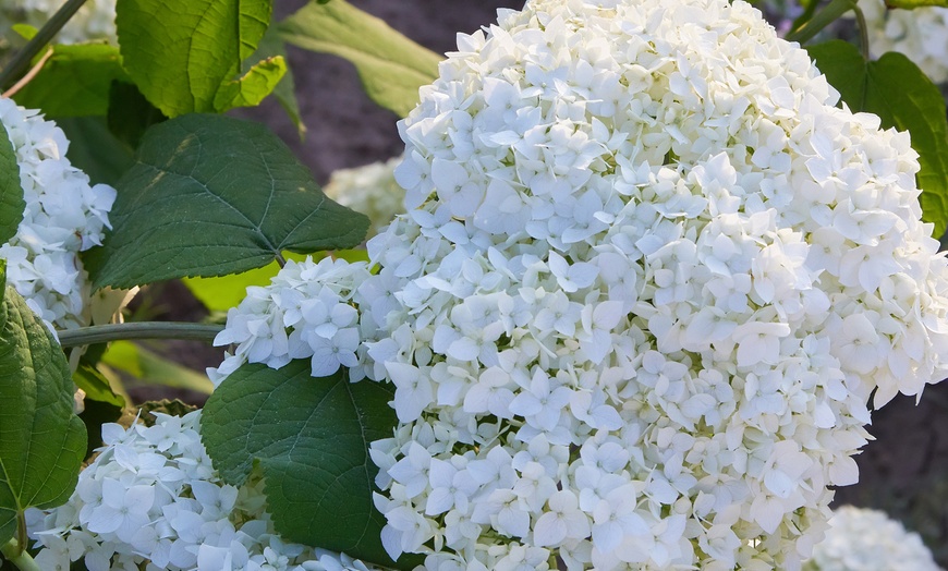 Image 3: Plants d'hortensias colorés OH2