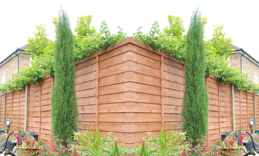 Image 7: Italian Cypress Hardy Tree Potted Plants