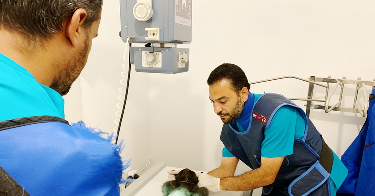 Pet Grooming & Vaccine Care (Consultation, Pch/Dhppi, And Deworming) Pet Grooming & Vaccine Care (Consultation, Pch/Dhppi, And Deworming)