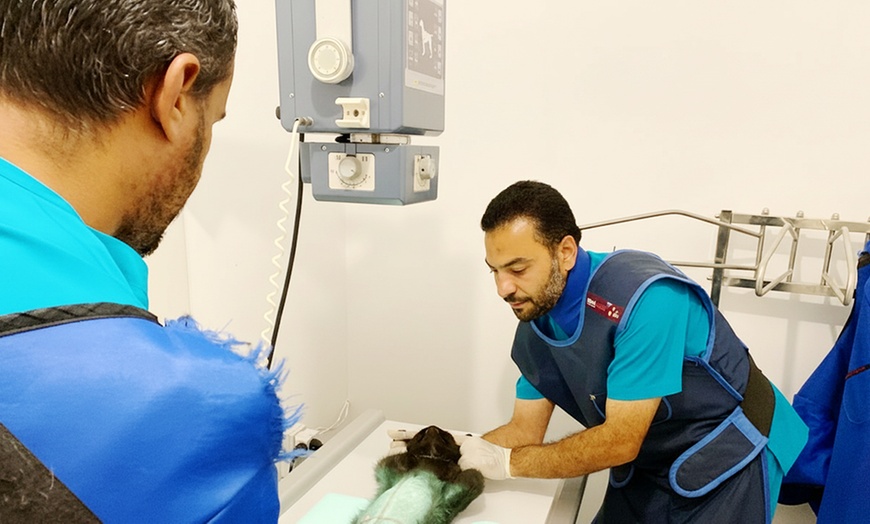 Image 5: Pet Grooming & Vaccine Care (Consultation, PCH/DHPPI, and Deworming)