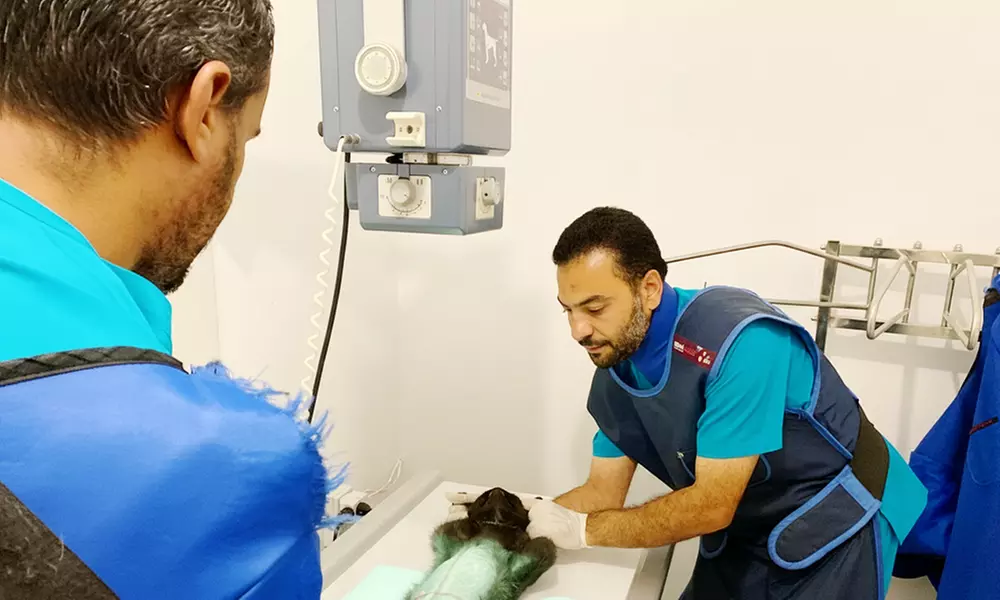 Pet Grooming & Vaccine Care (Consultation, PCH/DHPPI, and Deworming)