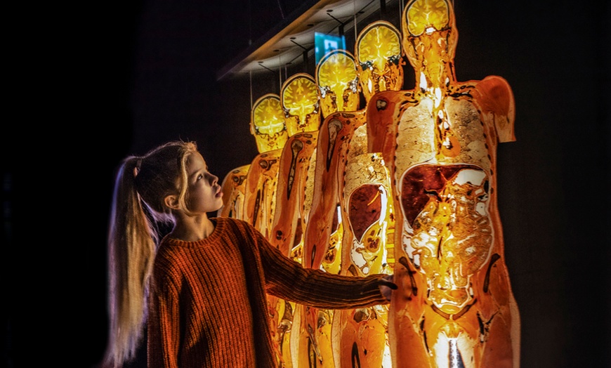 Image 5: 1 Ticket für Körperwelten in Hanau, einlösbar vom 17.11-05.12.2025