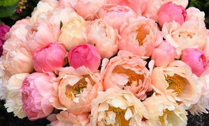 Up to Three Peony Coral Sunset Hardy Plants