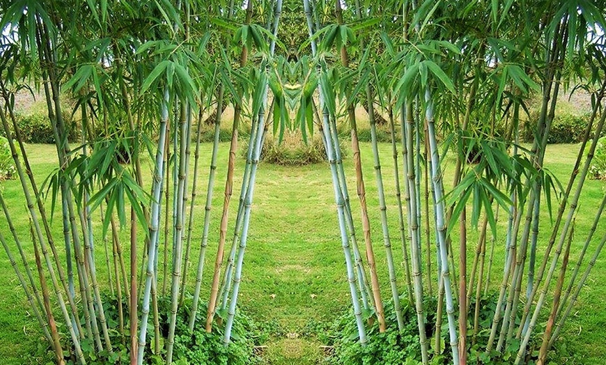 Image 4: Plantas de bambú Azul Blue Dragon