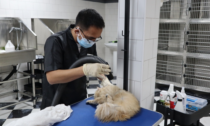 Image 3: Full Grooming Session for Cat or Dog at The Petzone