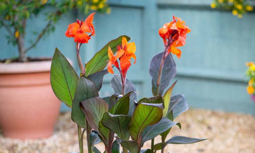 Image 5: Canna Cannova Bronze Orange or Scarlet Potted Plants