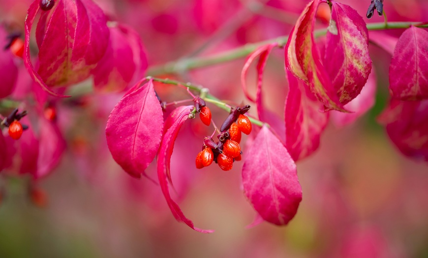 Image 2: Euonymus alatus Compactus - 1, 3 or 5 Potted Plants