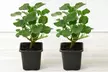 Lavatera Barnsley Baby Hardy Shrub Plants -1, 2 or 3 Potted Plants - Image 6