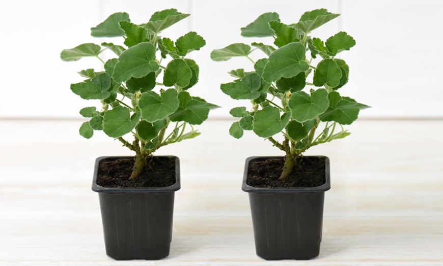 Image 6: Lavatera Barnsley Baby Hardy Shrub Plants -1, 2 or 3 Potted Plants