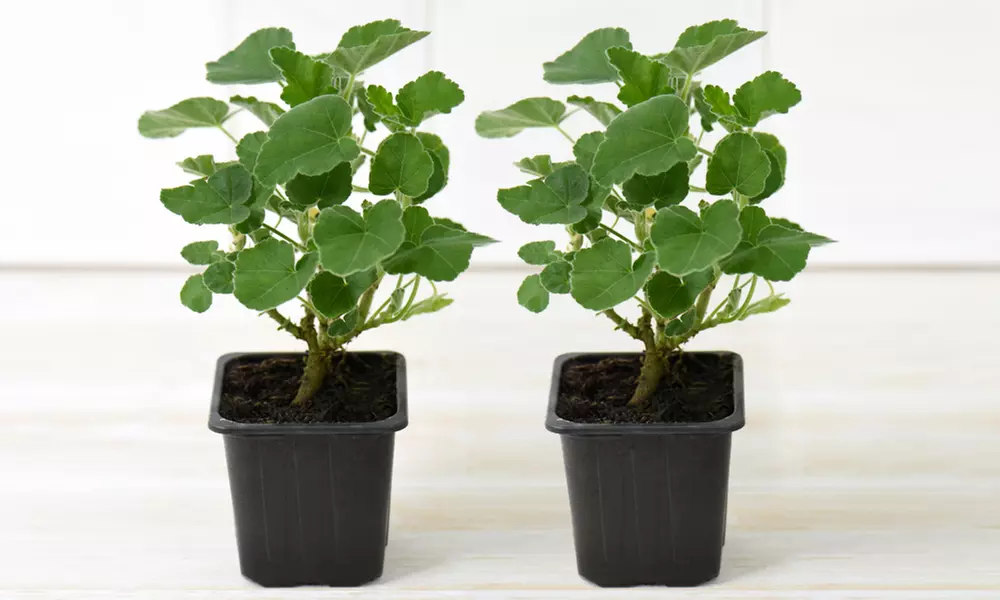 Lavatera Barnsley Baby Hardy Shrub Plants -1, 2 or 3 Potted Plants