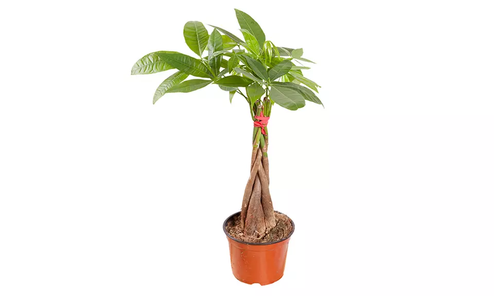 Bonsai Braided Money Tree - Primary Image
