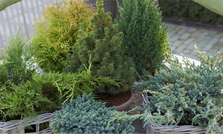 Image 2: Dwarf Conifer Plants