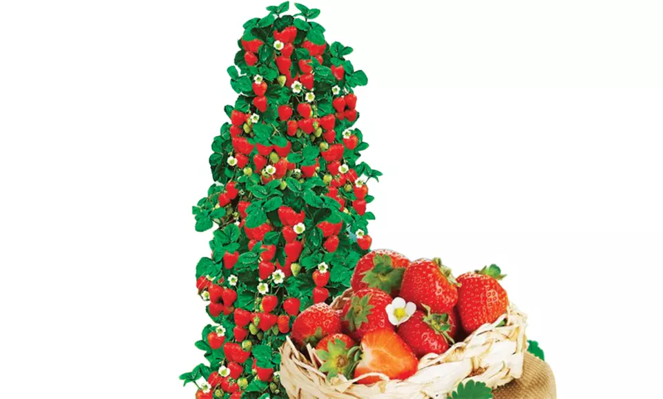 Klettererdbeere - Erdbeerbaum (Pflanzen in Torf)