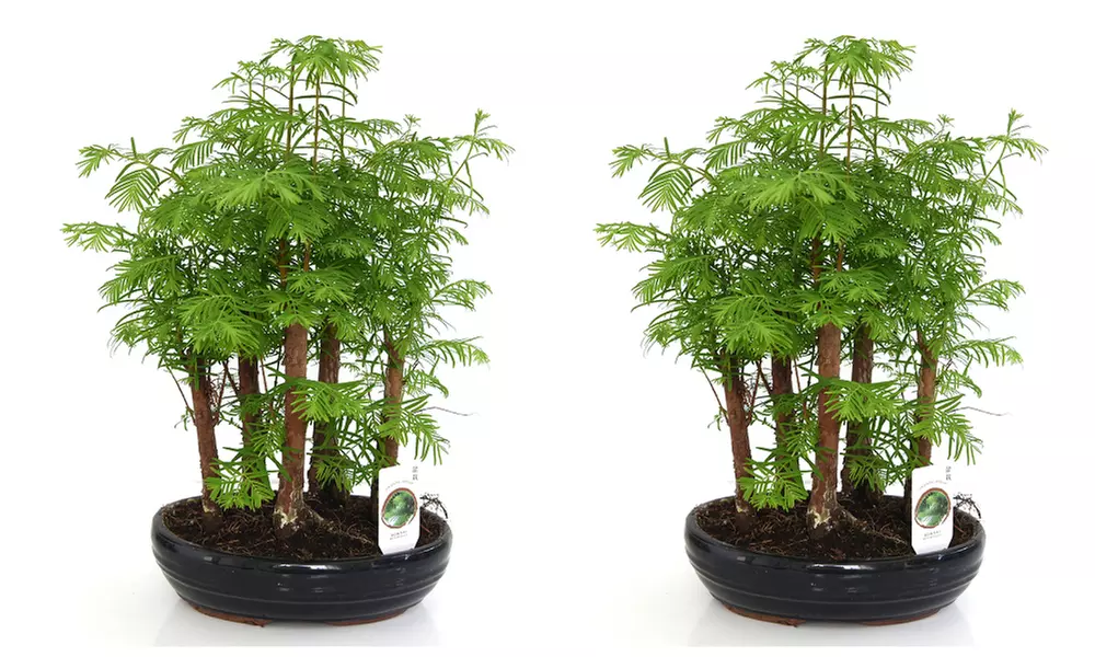 Bonsai Metasequoia Forest in Ceramic Pot - 1 or 2 Plants