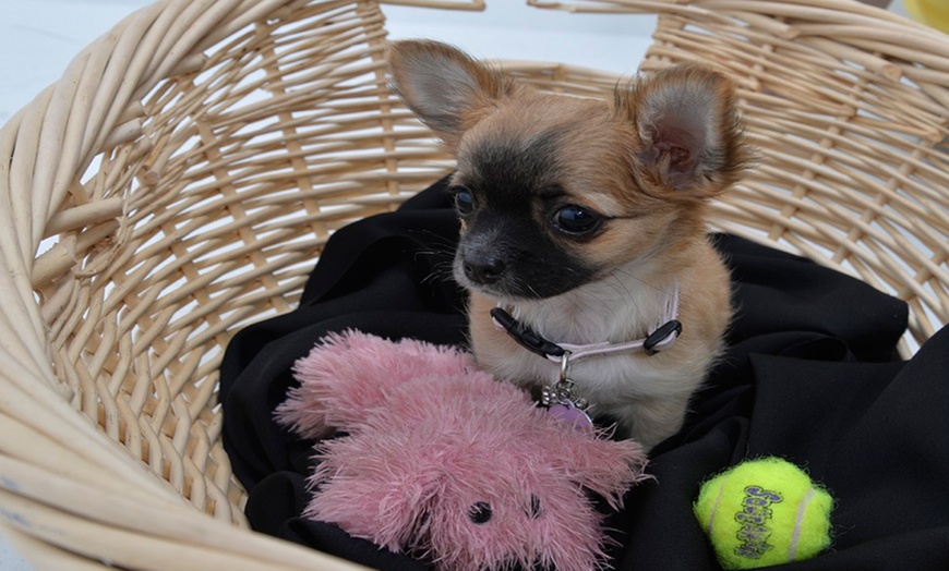 Image 6: Pets and Family Photoshoot