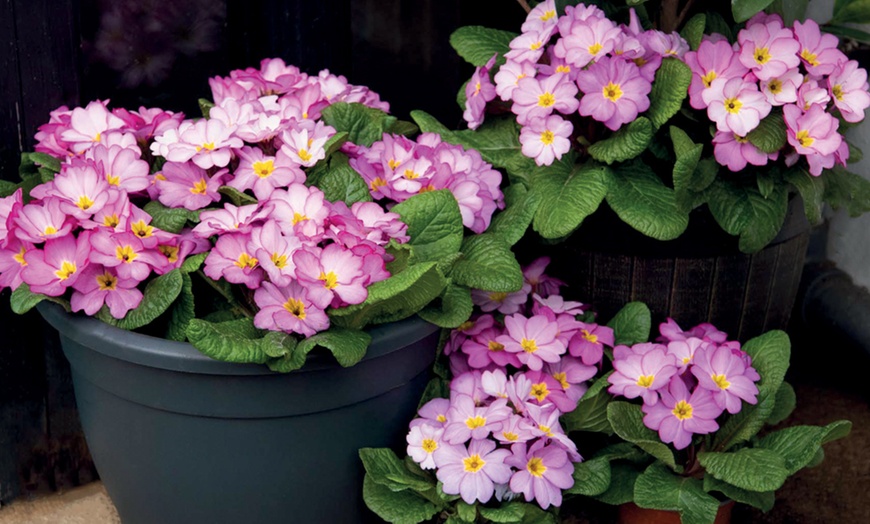 Image 1: 24 or 48 Primrose Alaska Appleblossom Plants