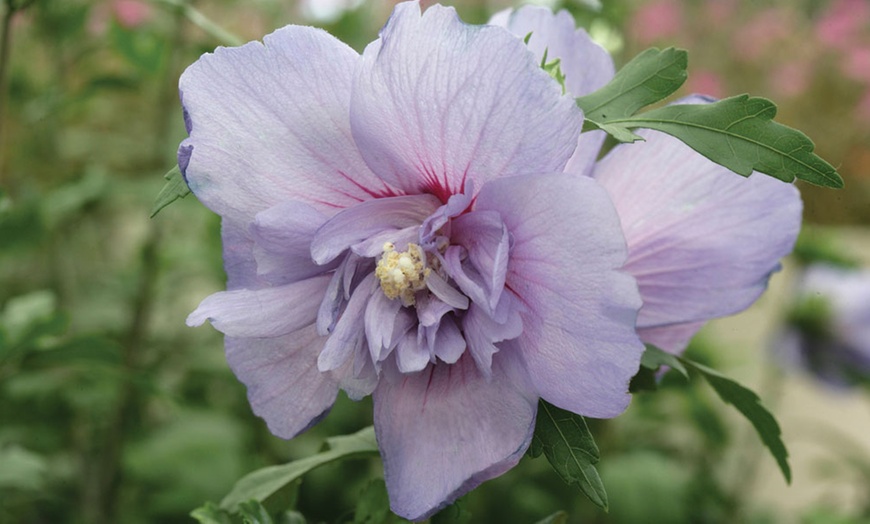 Image 4: One, 3, 6 or 9 Bare Root Hibiscus